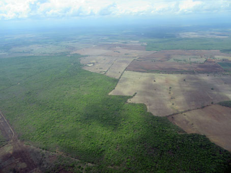 Поля и сеянные пастбища среди саваннового редколесья.
