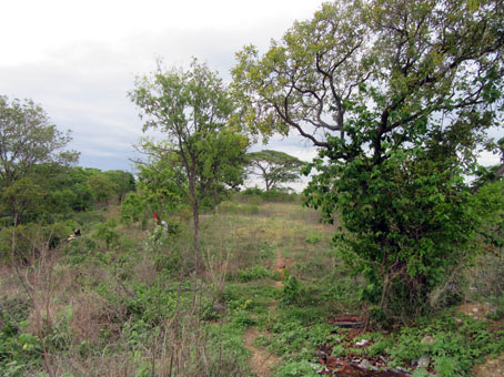 Равнина (Льянос) в районе БЭМАРИ и Эль Сомбреро.