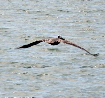 Один пеликан полетел.