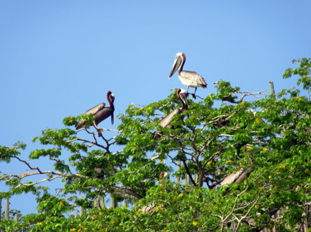 Пеликаны на дереве.