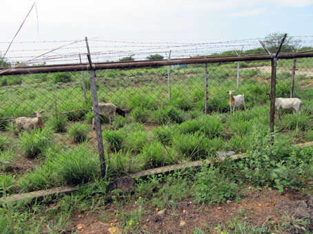 Овцы пасутся между заграждениями на авиабазе БАЭМАРИ между штатами Гуарико и Арагуа.