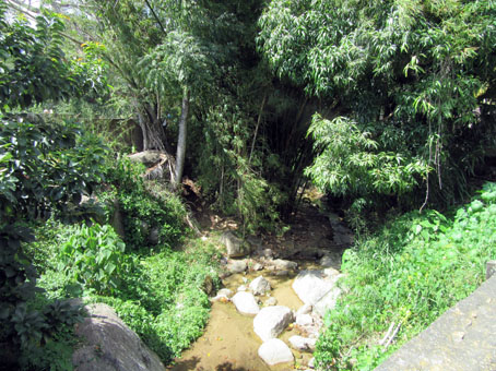 Ручей с гор Берегового хребта (Кордиьеры-де-ла-Коста) и бамбуковые заросли вдоль него.
