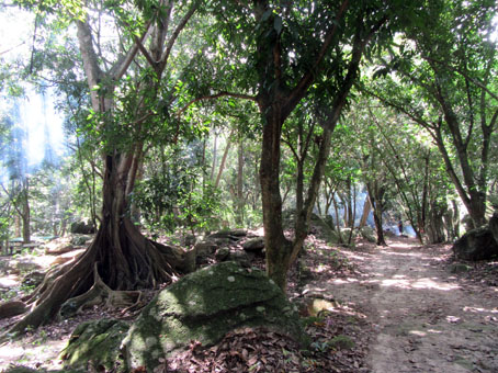 Тропинка в парке среди тропических деревьев с удивительными корнями.