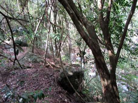 Вид на главный ручей сквозь деревья и лианы.