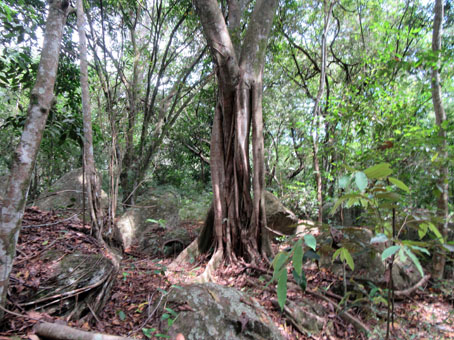 Тропинка, среди древесных корней.
