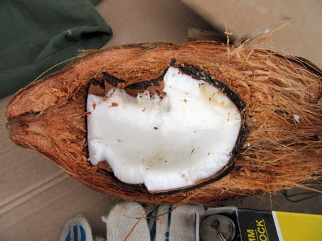 Плод созревшего кокоса изнутри.
