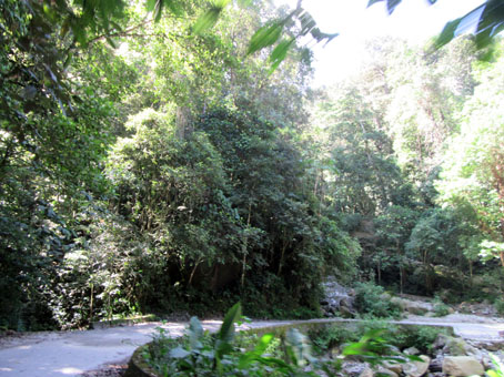 Спуск по горным джунглям пересекает ручей.