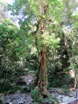 На каждом дереве в джунглях множество лиан и эпифитах (растений, которые селятся на других, не паразитируя, а просто используя, как площадку).