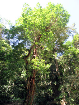 На каждом дереве в джунглях множество лиан и эпифитах (растений, которые селятся на других, не паразитируя, а просто используя, как площадку).