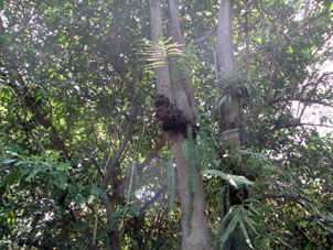 Эпифиты - растения, использующие деревья, как клумбу.