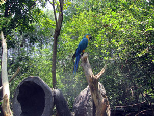 Попугай ара сине-жёлтые без клеток.