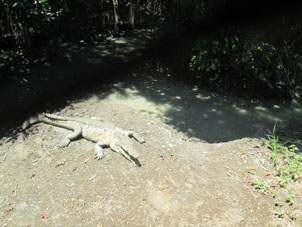 Мангровый крокодил.