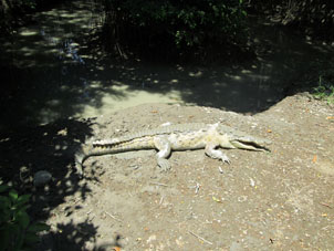 Мангровый крокодил.