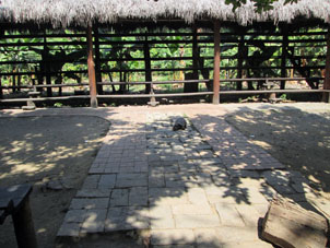 Сухопутные черепахи моррокой разгуливают по Историческому парку Гуаякиля.