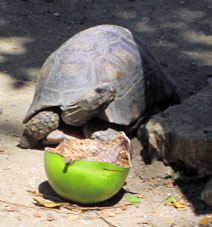 Сухопутные черепахи моррокой разгуливают по Историческому парку Гуаякиля.