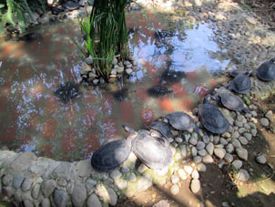 А это - водяные черепахи в Историческом парке Гуаякиля.