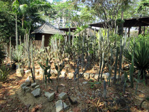 Уголок суккулентов (растений, выдерживающих засуху) в этом же парке.