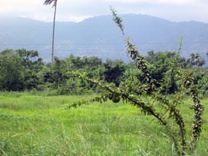 Вид с дороги в Гуаякиль.