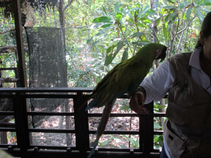 Сотрудница парка переносит попугая к кормушке (кормили его семечками подсолнечника)