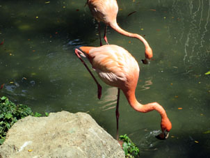 Фламинго.