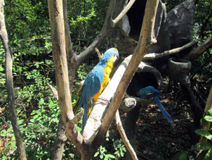 Попугаи ара сине-жёлтые без клеток.