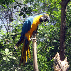 Попугай ара сине-жёлтые без клеток.