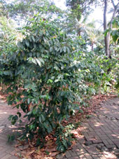 А это - кофейное дерево в Историческом парке Гуаякиля.