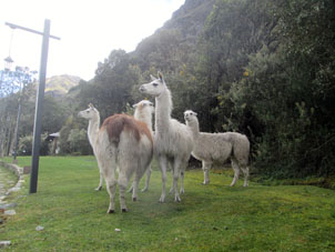 Ламы национального парка Эль Кахас у ресторана "Две струи".