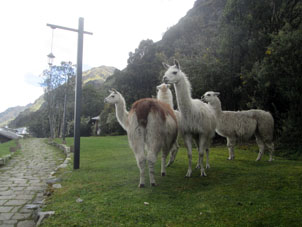 Ламы национального парка Эль Кахас у ресторана "Две струи".