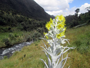 Цветок в долине Эль Кахас.