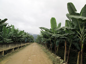 Продолжаем движение вглубь банановой плантации.