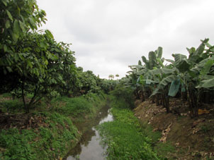 Здесь банановые плантации сменяются на какао.