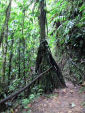 Дерево с ходульными корнями вдоль туристической тропы.