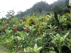Декоративные растения около сельского дома в горах.