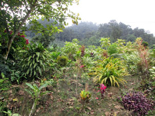 Декоративные растения около сельского дома в горах.