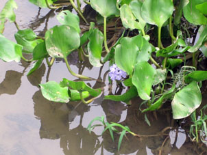 Цветение водяного гиацинта в оросительной канаве.