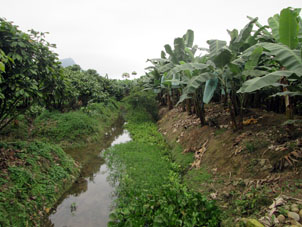 Водяной гиацинт в оросительной канаве между посадками какао и бананов.