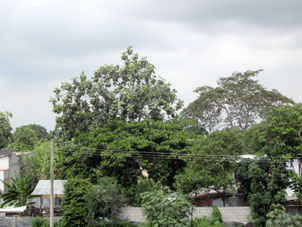 Дерево с задней стороны нашего дома в Мачале.