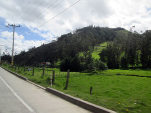 Сосны покрывают гору в провинции Асуай.
