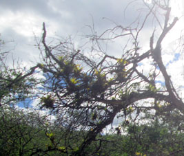 Эпифиты (растения, использующие другие только как подставку) на сухом дереве.