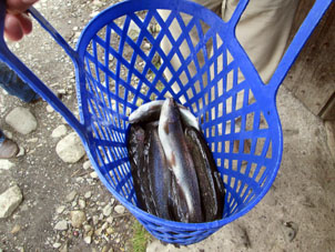 Они посчитали, что рыбы на уху достаточно. Рыбу взвесили. Заплатили около 6 долларов за выловленную форель.