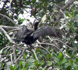 Баклан, расправляющий крылья, сидя на мангровом дереве.