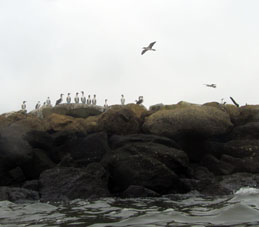 Взлетающие чайки. Фотография из воды.