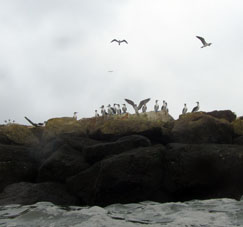 Взлетающие чайки. Фотография из воды.