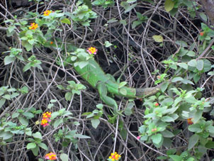 Зелёная игуана в Мачале.