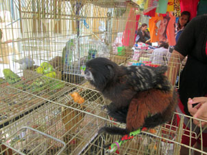 В другой день на перуанской границе продавали другую обезьянку.