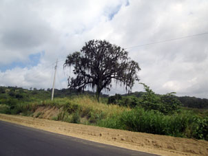 Дерево хабильо близ Панамериканского шоссе.