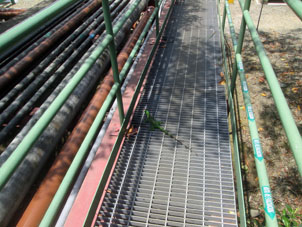 Маленькая зелёная игуана, которую я встретил на мостике на ТЭС "Термогас Мачала" в Бахо Альто.