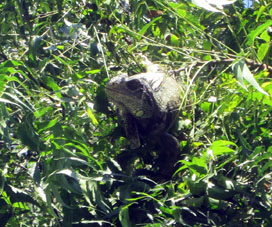 Игуана в ветвях мангрового дерева в Бахо Альто.