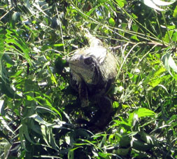 Игуана в ветвях мангрового дерева в Бахо Альто.